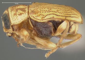 Media type: image;   Entomology 24964 Aspect: habitus lateral view